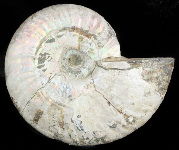Silver Iridescent Ammonite - Madagascar #47497